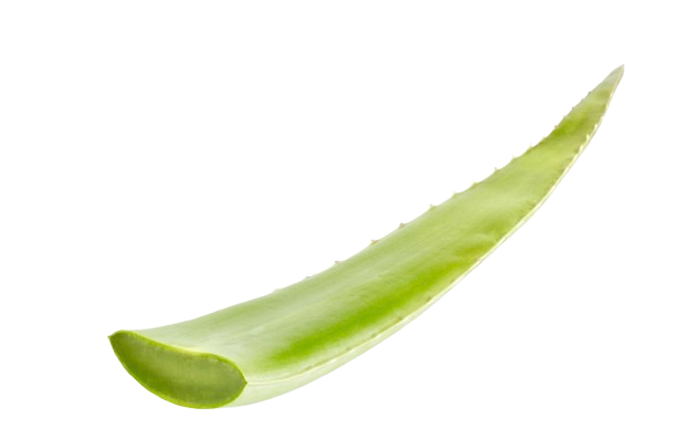 Aloe Vera Leaf