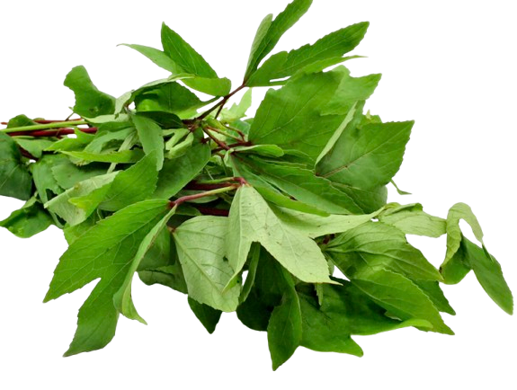 Fresh Gongura Packet