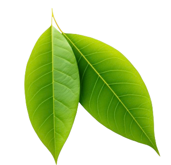 Mango Leaves