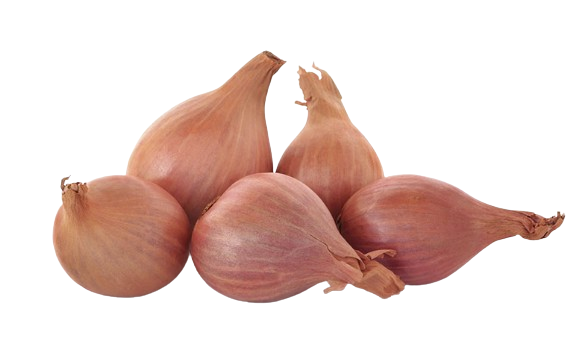 Shallot Onions