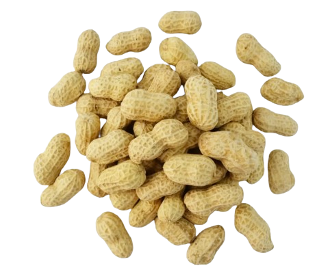 Fresh Raw Peanuts