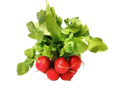 Radish Red