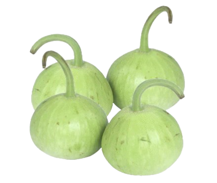 Round Lauki/Dudhi individual