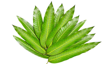 Mango Leaves 5 Pieces