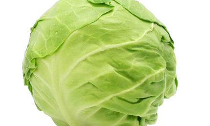 Green Cabbage Individual