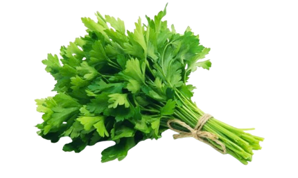 Fresh Cilantro Bunch