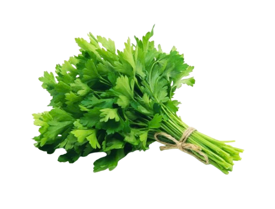 Fresh Cilantro Bunch