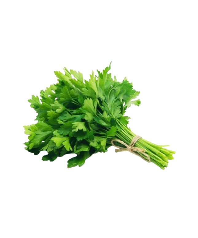 Fresh Cilantro Bunch