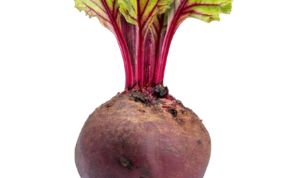 Fresh Beets individual