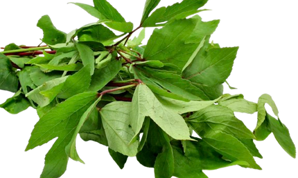 Fresh Gongura Packet