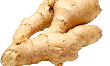 Ginger