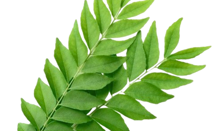 Curry Leaves Packet