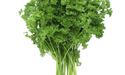 Fresh Parsley Bunch