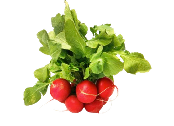 Radish Red Bunch