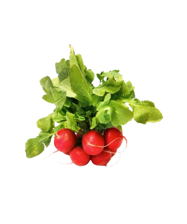 Radish Red Bunch