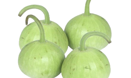 Round Lauki/Dudhi individual